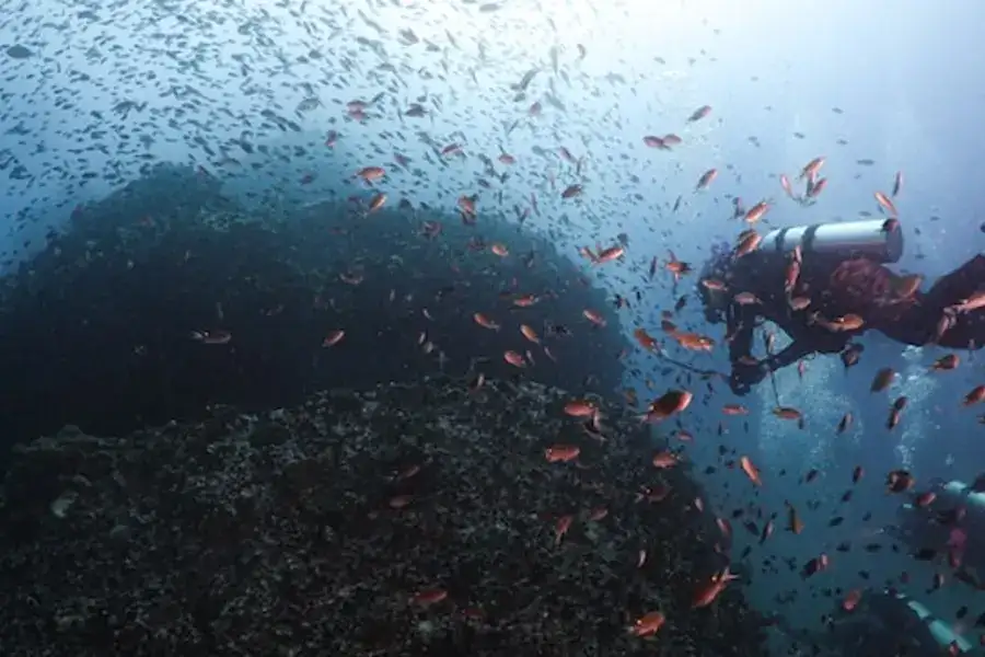 Looking for outdoor activities in Houston? Why not consider joining a school of fish in the water.